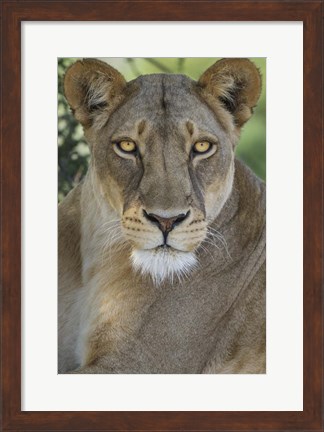 Framed African Lion, Mashatu Reserve, Botswana Print