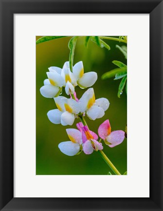 Framed Wildflower Bale Mountains National Park Ethiopia Print