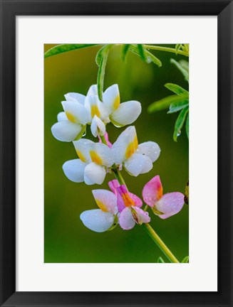 Framed Wildflower Bale Mountains National Park Ethiopia Print