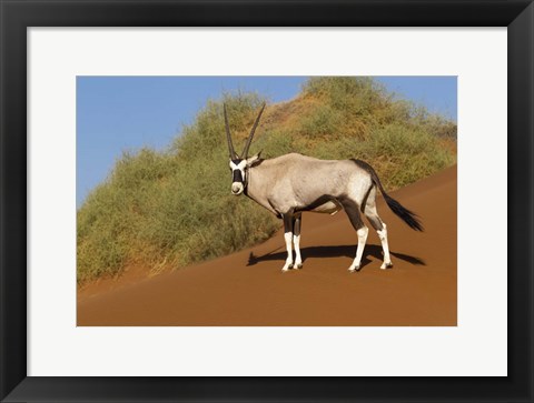 Framed Oryx, Namib-Naukluft National Park, Namibia Print