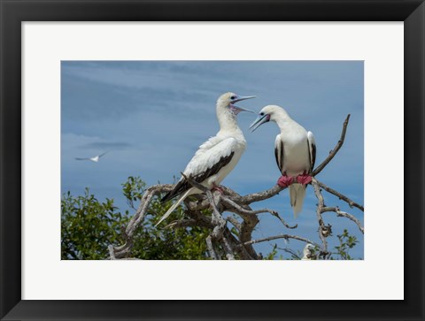 Framed Pair of Red-Footed Boobies, Seychelles Print