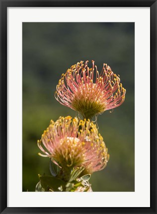 Framed Pincushion Flowers, Cape Town, South Africa Print