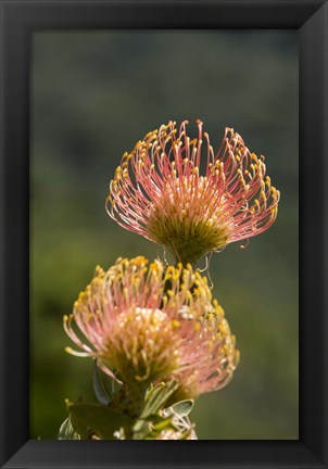 Framed Pincushion Flowers, Cape Town, South Africa Print