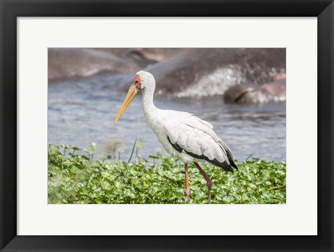 Framed Woolly-Necked Stork Print