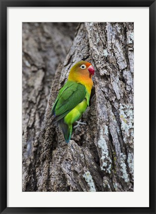 Framed Fischer&#39;s Lovebird in Serengeti National Park, Tanzania Print