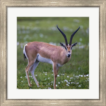 Framed Grant&#39;s Gazelle, Serengeti National Park, Tanzania Print