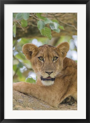 Framed Uganda, Ishasha, Queen Elizabeth National Park Lioness in tTree Print