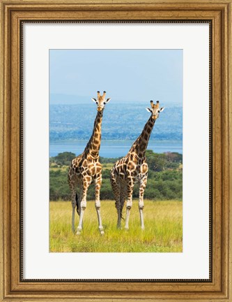 Framed Giraffes on the Savanna, Murchison Falls National park, Uganda Print