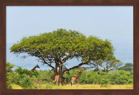 Framed Giraffes Under an Acacia Tree on the Savanna, Uganda Print