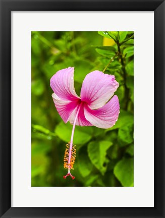 Framed Ranthambore, Rajasthan, India, Hibiscus Flower Print