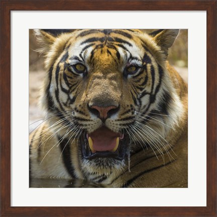 Framed Male Bengal Tiger at Bandhavgarh Tiger Reserve, India Print