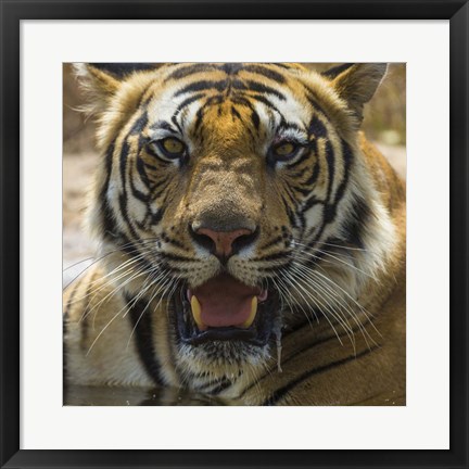 Framed Male Bengal Tiger at Bandhavgarh Tiger Reserve, India Print