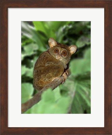 Framed Close-up of Tarsier on Limb, Bali, Indonesia Print