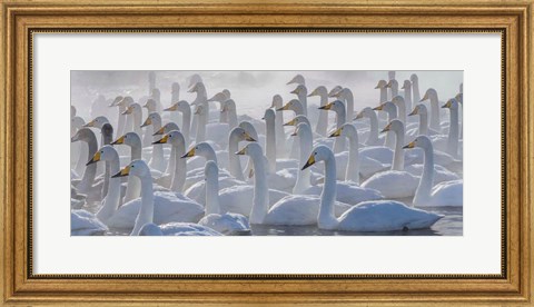 Framed Whooper Swans, Hokkaido, Japan Print