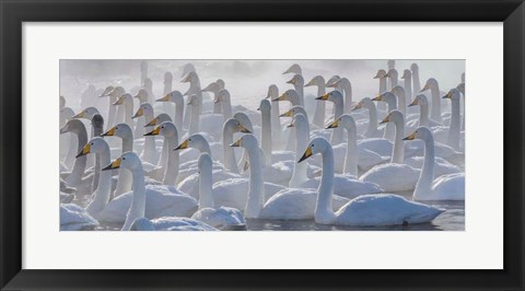 Framed Whooper Swans, Hokkaido, Japan Print