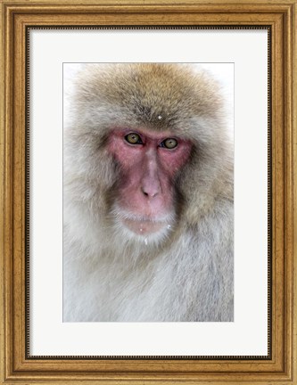 Framed Portrait of a Monkey, Japan Print