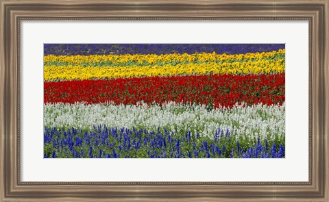 Framed Colorful Flowers, Furano, Hokkaido, Japan Print