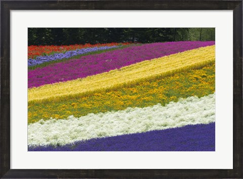 Framed Colorful Flowers in a Lavender farm, Furano, Japan Print