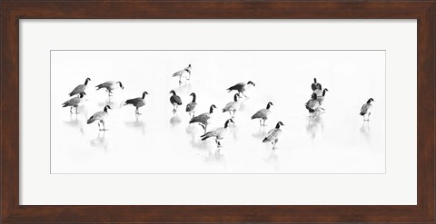 Framed Flock of Canada Geese Print