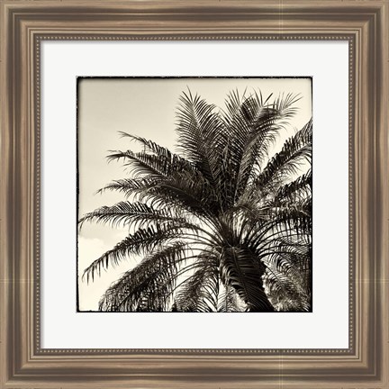 Framed Palm Tree Sepia I Print