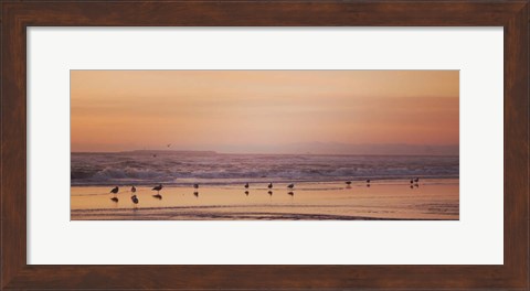 Framed Kalaloch Birds V Print