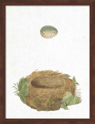 Framed Spring Nest IV Print