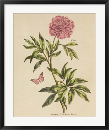 Framed Herbal Botany XXIV Butterfly Crop Print