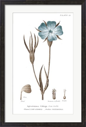 Framed Conversations on Botany III on White with Blue Print