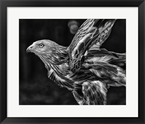 Framed Red Kite Taking Off  - Black &amp; White Print