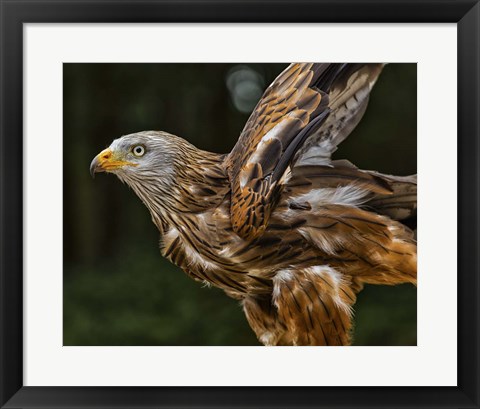 Framed Red Kite Taking Off Print