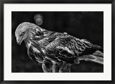 Framed Red Kite Looking Down - Black &amp; White Print