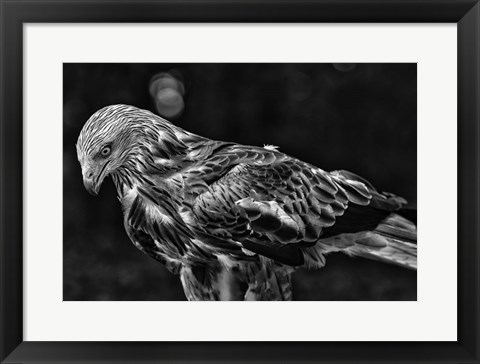 Framed Red Kite Looking Down - Black &amp; White Print