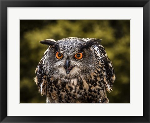 Framed Red Eyed Owl Print