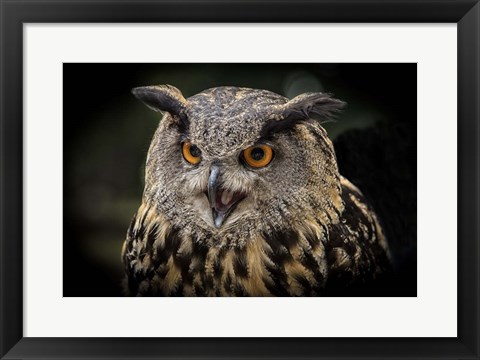 Framed Red Eyed Owl Close Up Print