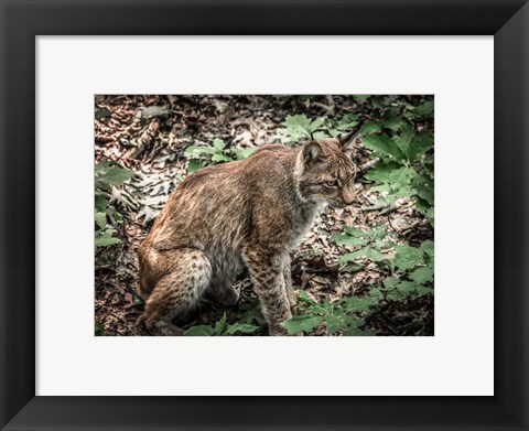 Framed Lynx Print