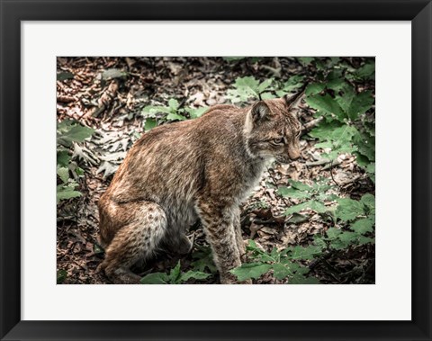 Framed Lynx Print