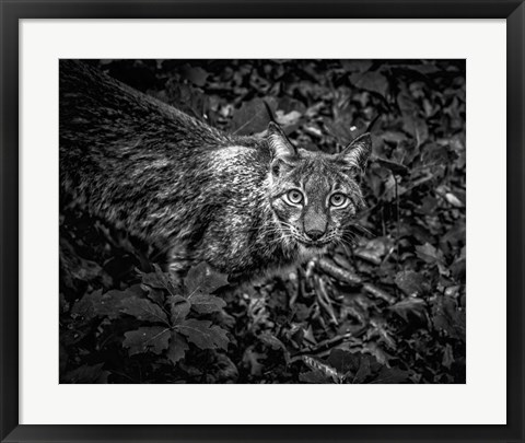 Framed Lynx Looking Up - Black &amp; White Print