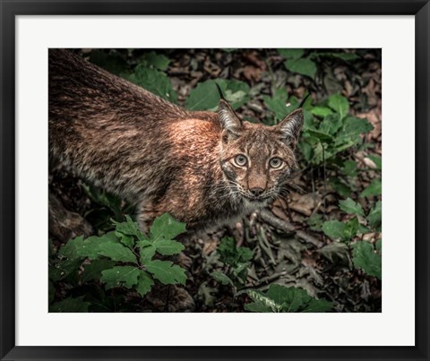 Framed Lynx Looking Up Print