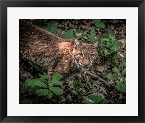 Framed Lynx Looking Up Print