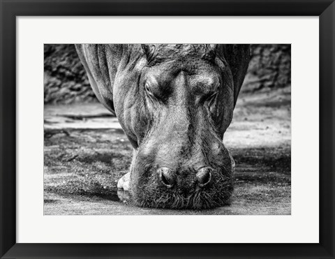 Framed Hippo - Black &amp; White Print