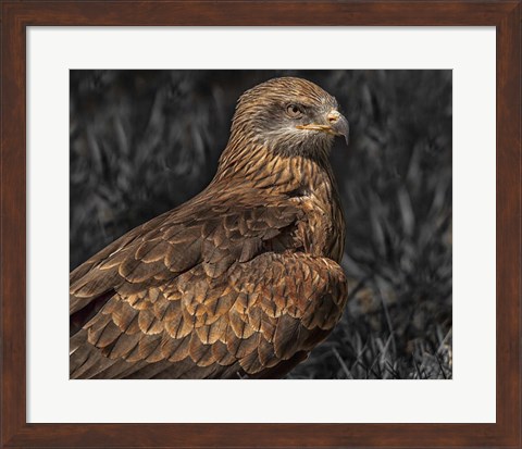 Framed Predator Bird Print