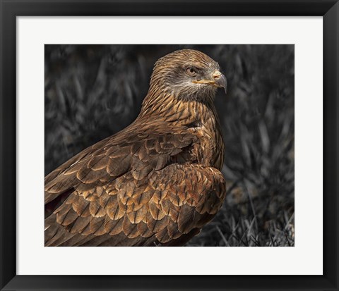 Framed Predator Bird Print