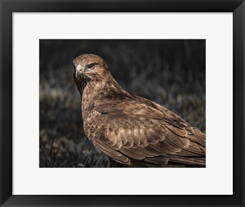 Framed Predator Bird II Print