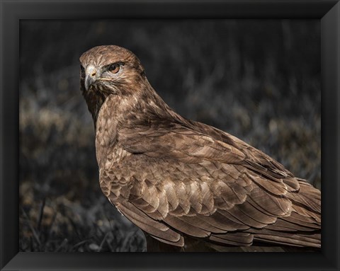 Framed Predator Bird II Print