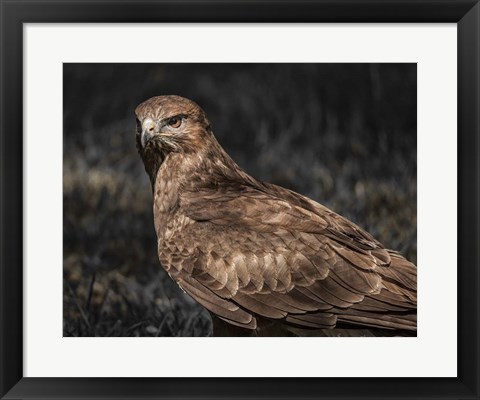 Framed Predator Bird II Print