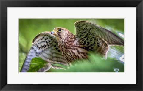 Framed Predator Bird Spreading it&#39;s Wings Print