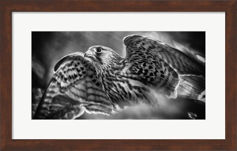 Framed Predator Bird Spreading it&#39;s Wings - Black &amp; White Print