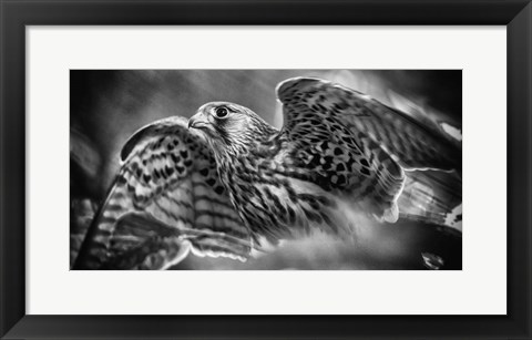 Framed Predator Bird Spreading it&#39;s Wings - Black &amp; White Print