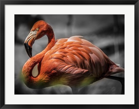 Framed Flamingo - Black &amp; White Print