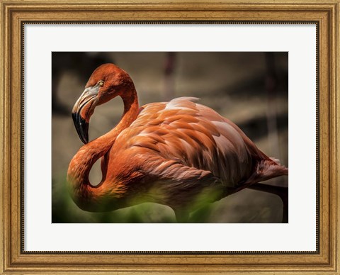 Framed Flamingo Print